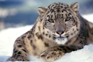 Scary Snow Leopard6414719969 300x200 - Scary Snow Leopard - Snow, Scary, Leopard